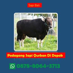 Avatar de Penjual Sapi QURBAN DEPOK